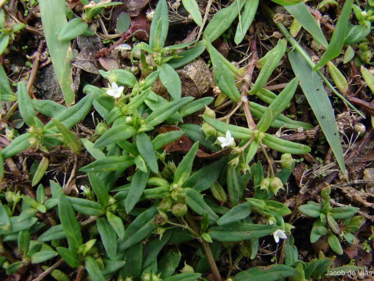 Oldenlandia corymbosa L.